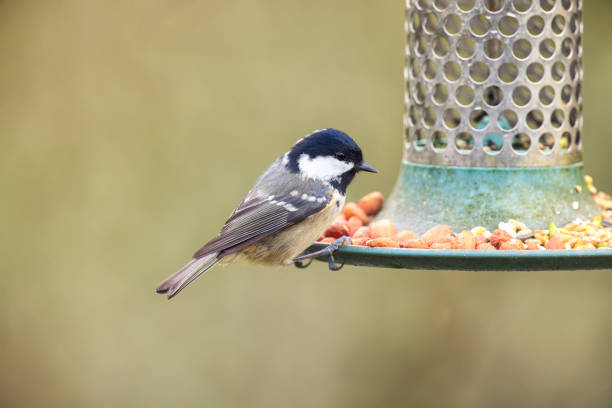Colorful Coal Tit on  peanut and seed bird feeder.
