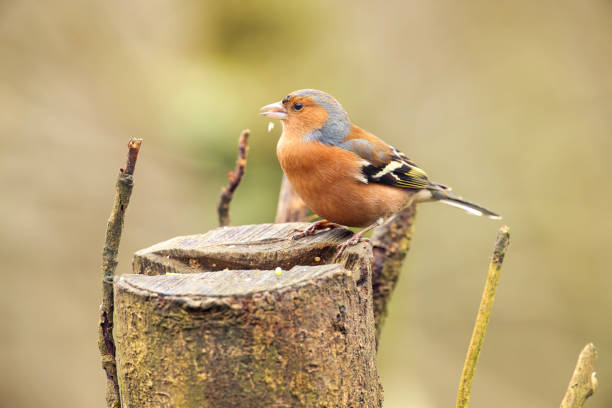 Chaffinch in profile feeding on seeds in Winter.