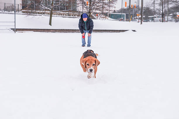 man walking with beagle dog in winter in snow