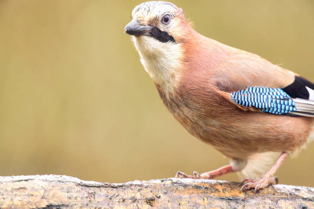 Jay (Garrulus glandarius) in profile showing its beautiful colors.