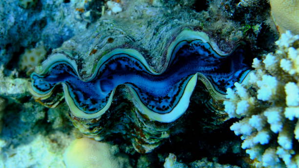 istock Maxima clam or small giant clam (Tridacna maxima) close-up undersea 2197645367