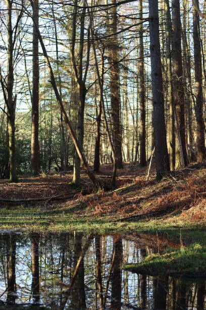 istock View across a woodland pond, with tree trunks reflected in the still water 2197646689