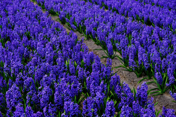 istock Spring field in the Netherlands with rich blue hyacinths.  Floral background. 2197647075