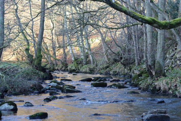istock Peaceful woodland river in winter sunshine 2197647680