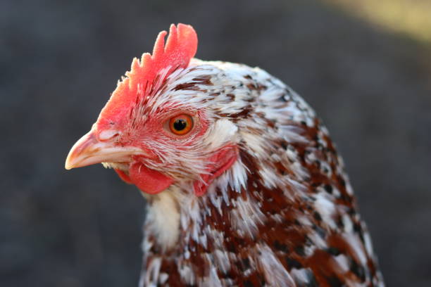 istock Close up of a brown and white speckled hen 2197648073