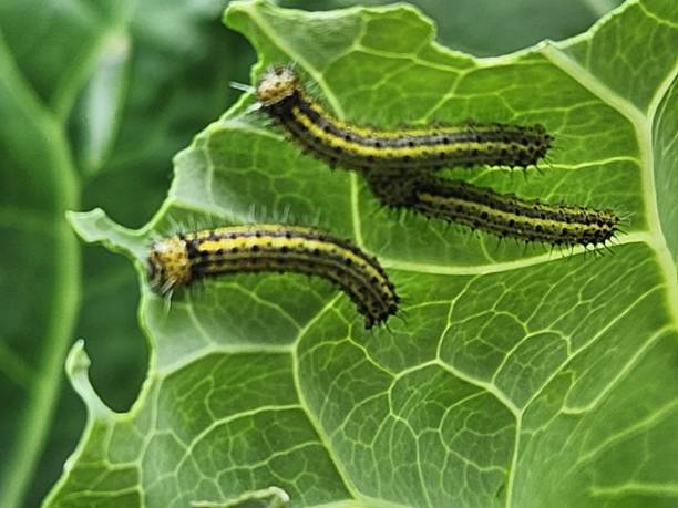 istock After hatching, the cabbage butterfly caterpillar (Ascia monuste) shows its subtle colors, still vulnerable and delicate, starting the larval stage and feeding on nearby leaves. 2197648229