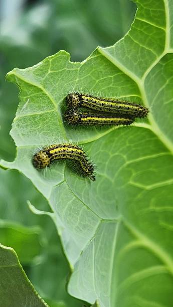 istock After hatching, the cabbage butterfly caterpillar (Ascia monuste) shows its subtle colors, still vulnerable and delicate, starting the larval stage and feeding on nearby leaves. 2197648258