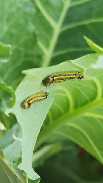 istock After hatching, the cabbage butterfly caterpillar (Ascia monuste) shows its subtle colors, still vulnerable and delicate, starting the larval stage and feeding on nearby leaves. 2197648260