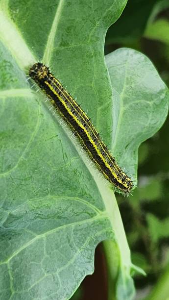 istock After hatching, the cabbage butterfly caterpillar (Ascia monuste) shows its subtle colors, still vulnerable and delicate, starting the larval stage and feeding on nearby leaves. 2197648279