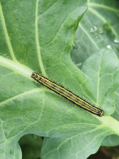 istock After hatching, the cabbage butterfly caterpillar (Ascia monuste) shows its subtle colors, still vulnerable and delicate, starting the larval stage and feeding on nearby leaves. 2197649331