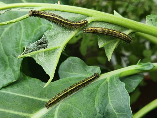 istock After hatching, the cabbage butterfly caterpillar (Ascia monuste) shows its subtle colors, still vulnerable and delicate, starting the larval stage and feeding on nearby leaves. 2197649542