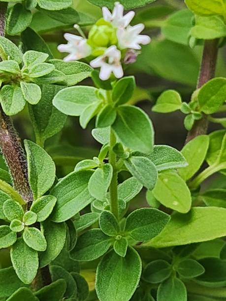 istock The delicate oregano flower (Origanum vulgare) blooms in small lilac or pinkish inflorescences, attracting pollinators and enhancing the plant’s aroma. 2197649607