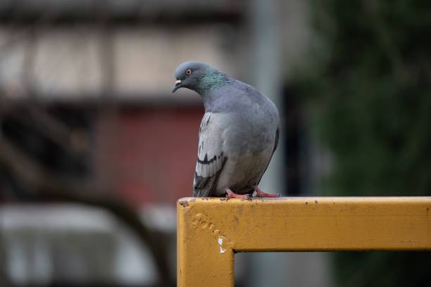 Pigeon on yellow bar in urban setting