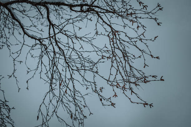 istock Bare winter tree branches against gloomy winter sky, shoot from below. Tree branch covered in snow. Cold temperature climate 2197650738