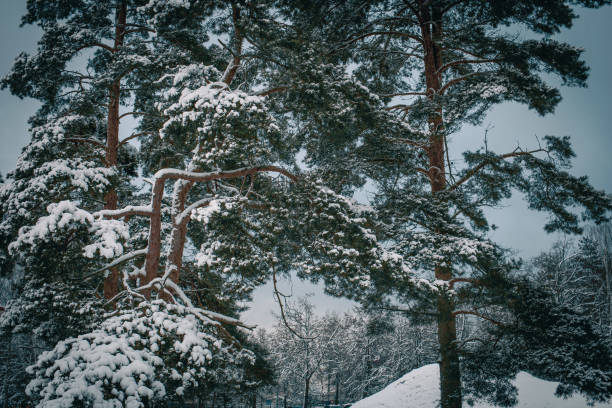 A serene winter park with tall leafless trees, a large rock, and snow-covered ground with footprints under a clear blue sky.