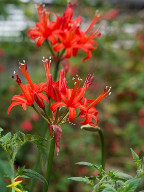 istock Vibrant red flowers in bloom in a garden 2197651200