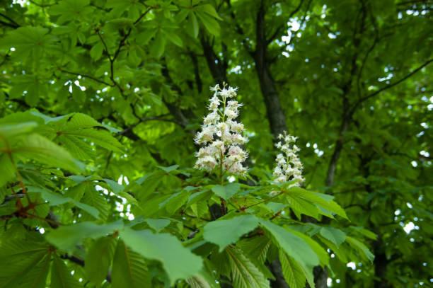 istock spring background: chestnut flowers among green leaves 2197653614