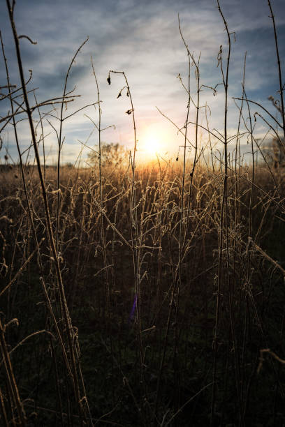 Icy frost on dried field grass in england uk.