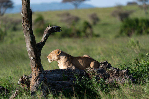 istock Lioness Relaxing in the Serengeti 2197654419