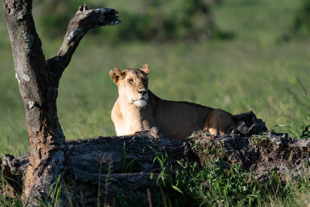 istock Lioness Relaxing in the Serengeti 2197654425