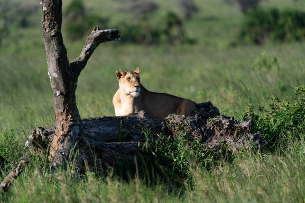 istock Lioness Relaxing in the Serengeti 2197654455