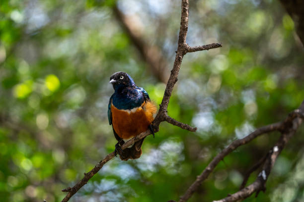 istock Superb Starling Perched on a Tree Branch in Serengeti, Tanzania 2197654607
