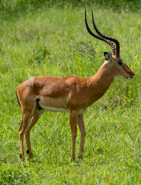 istock Majestic Male Impala Standing in Lush Greenery 2197654764