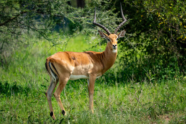 istock Graceful Impala in the Serengeti Grasslands 2197654766
