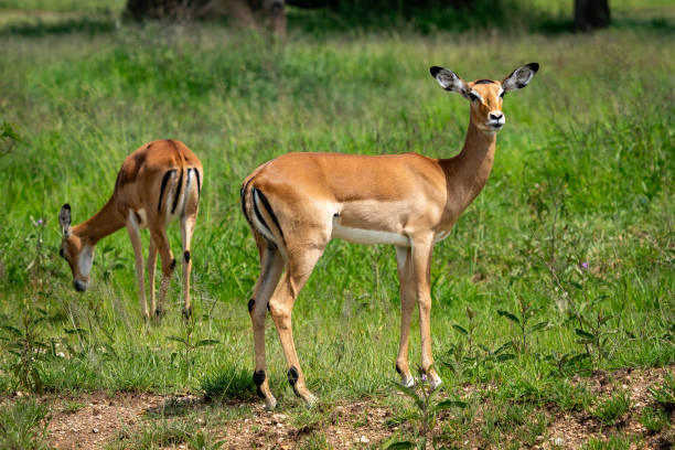 istock Graceful Impala in the Serengeti Grasslands 2197654767