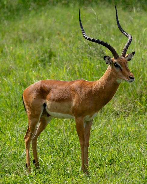 istock Majestic Male Impala Standing in Lush Greenery 2197654791