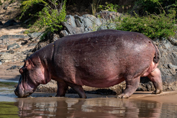 istock Hippopotamus at the Water’s Edge 2197654829