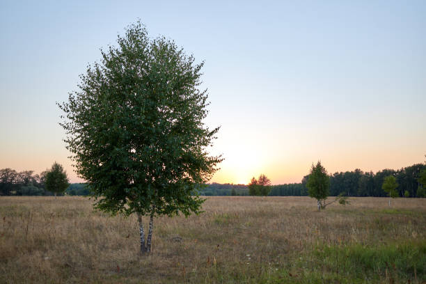 Lonely birch tree in a field against the setting orange sun and blue sky
