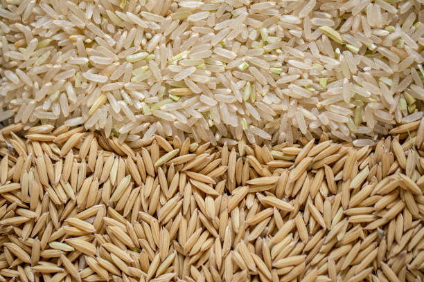 istock Organic wholegrain rice and paddy rice - Rio Grande do Sul state (Brazil) 2197655105