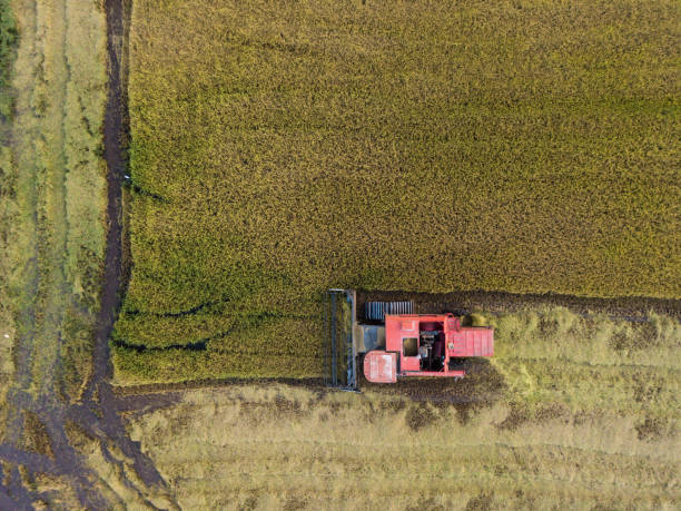 istock Organic rice harvesting in Rio Grande do Sul state (Brazil) 2197655255