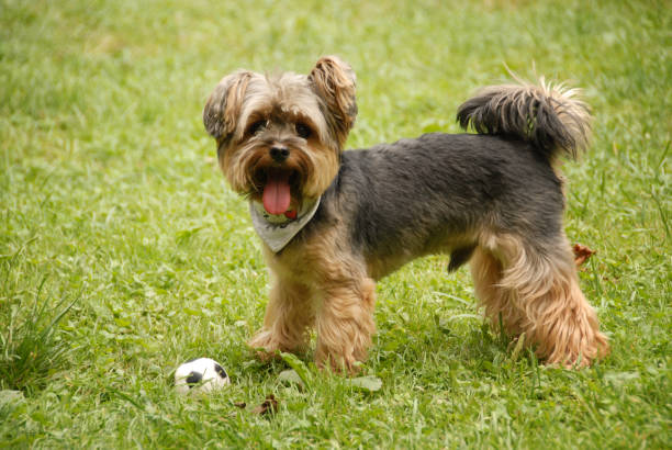 istock Happy Yorkshire Terrier Playing on Green Grass 2197655480