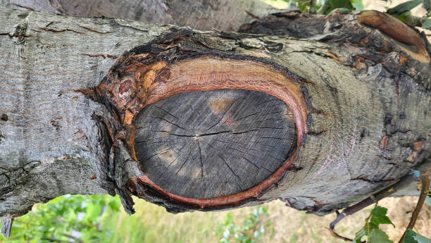 istock A tree trunk with a knot like an eye 2197655524