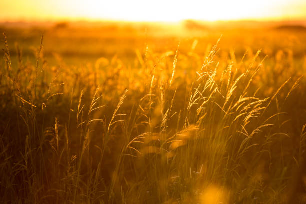istock Rice crop in Rio Grande do Sul state (Brazil) 2197656110