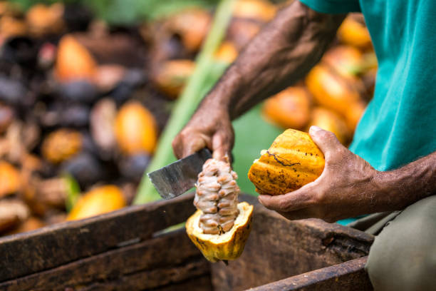 Suco de Cacau Fresco: Refresco Tropical Incrível - receita deliciosa profissional - passo 3