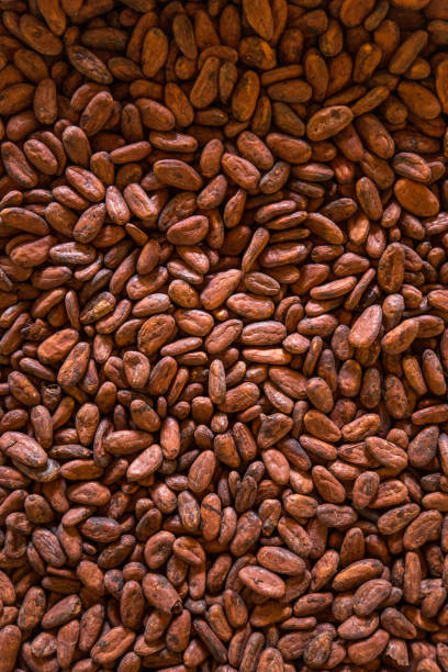 istock Drying cocoa beans - south of Bahia state (Brazil) 2197656656