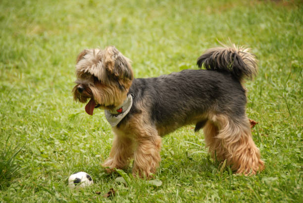 istock Happy Yorkshire Terrier Playing on Green Grass 2197656750