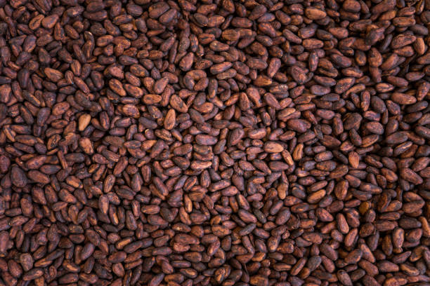 istock Drying/fermented cocoa beans - south of Bahia state (Brazil) 2197656836