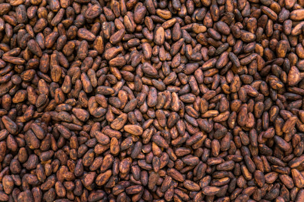 istock Drying/fermented cocoa beans - south of Bahia state (Brazil) 2197656850