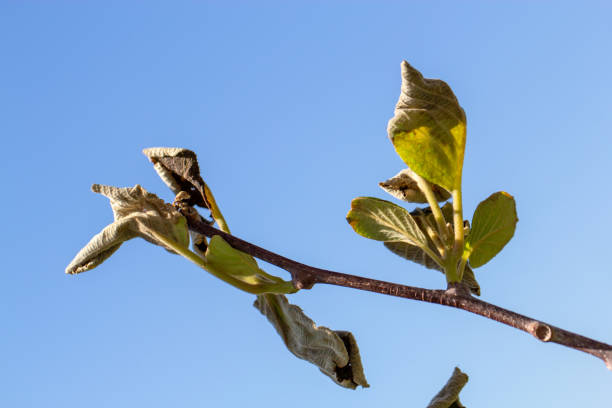 Frost damage to the kiwi plant