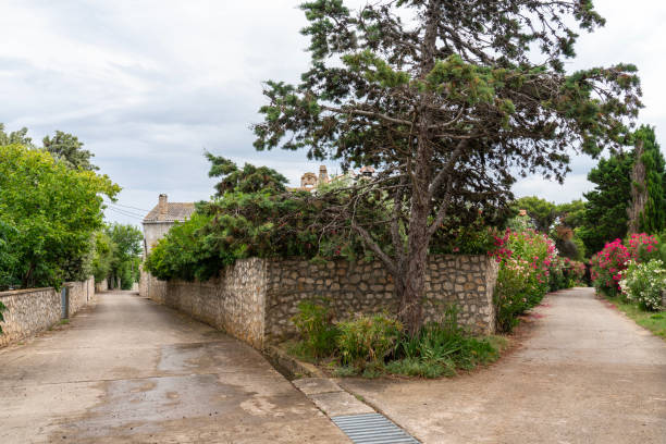 Beautiful pinky flowering bush on clean empty street, pedestrian zone on Silba island, Croatia