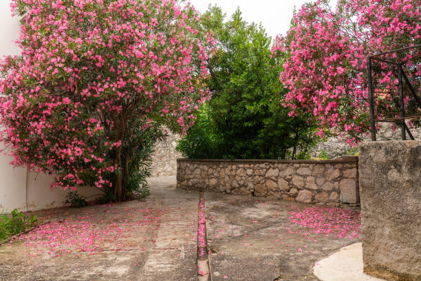 Beautiful pinky flowering bush on clean empty street on Dugi otok island, Croatia