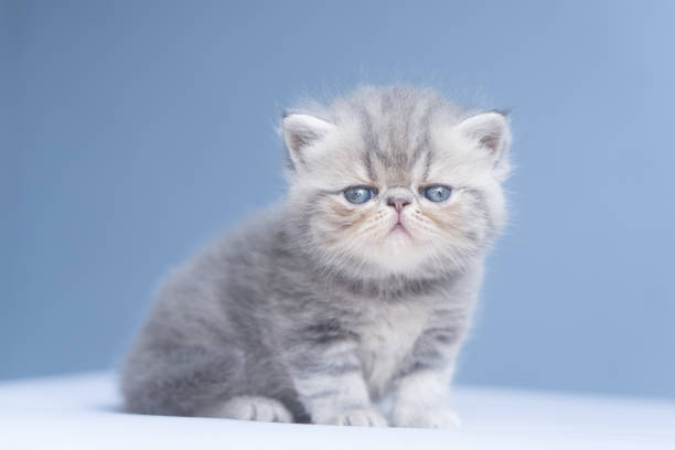 A fluffy blue Exotic Shorthair kitten with striking blue eyes explores its surroundings. Its round face and soft fur give it an irresistibly sweet and curious expression. A perfect capture for cat lovers and pet enthusiasts.