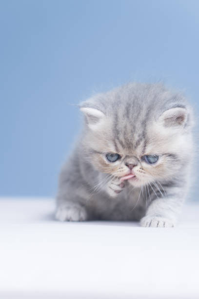 A fluffy blue Exotic Shorthair kitten with striking blue eyes explores its surroundings. Its round face and soft fur give it an irresistibly sweet and curious expression. A perfect capture for cat lovers and pet enthusiasts.