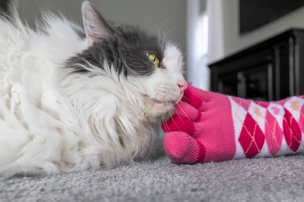 istock Close Up of Cat Rubbing Face on Woman's Foot 2197657576