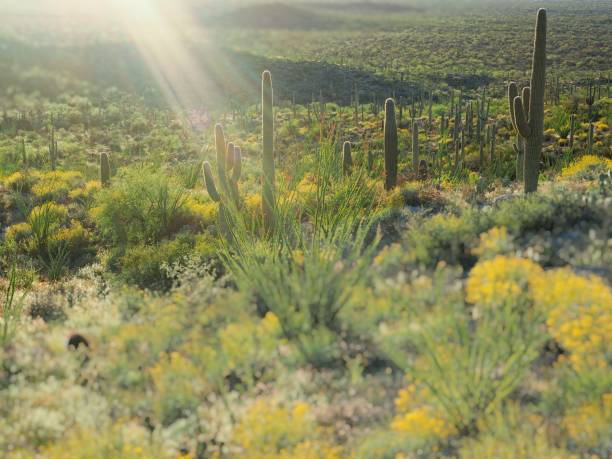istock Sunbeam and cactus within the Saguaro national park 2197660510