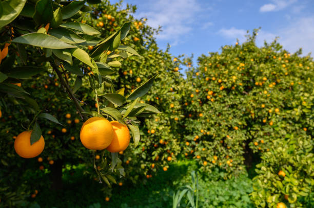 istock Citrus grove in full bloom under a bright blue sky with ripe oranges ready for harvest 2197661743